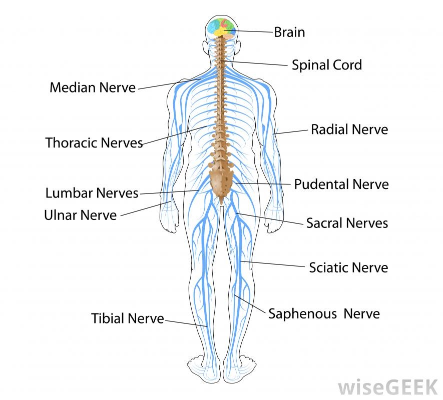 nervous-system-body-systems