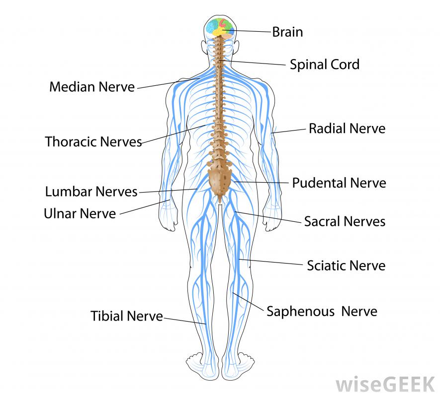 Nervous System Body systems