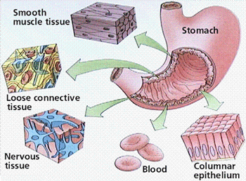 Digestive System - Body systems